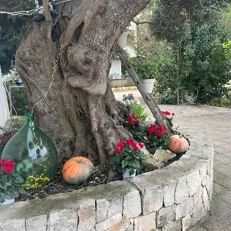 度假居 Il Trullo Di Nonno Licchio 阿尔贝罗贝洛