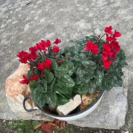 Il Trullo Di Nonno Licchio 阿尔贝罗贝洛